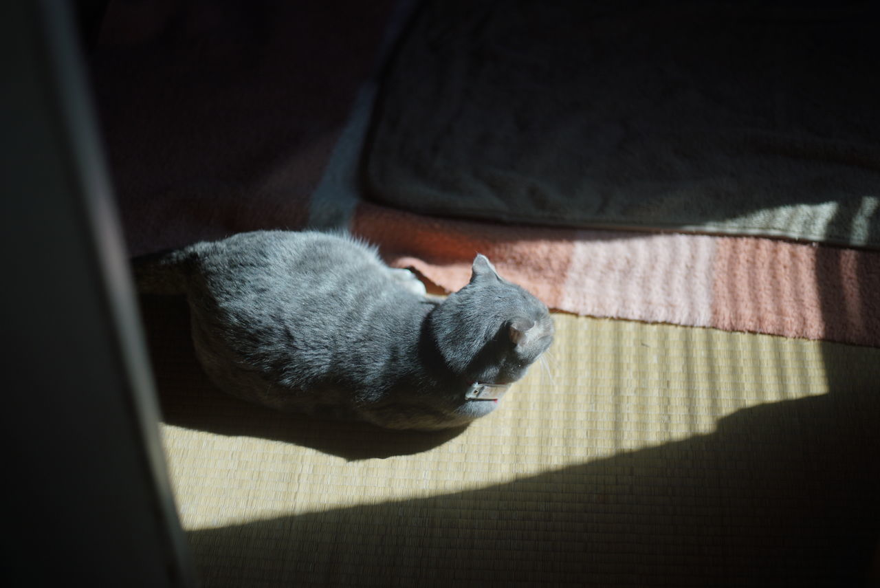 domestic cat, pets, domestic animals, shadow, cat, one animal, animal themes, mammal, feline, high angle view, no people, sunlight, indoors, day, close-up