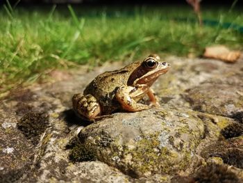 Frog having best day 