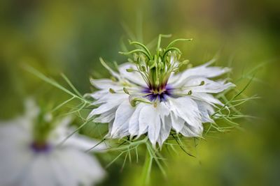 Close-up of white flowering plant