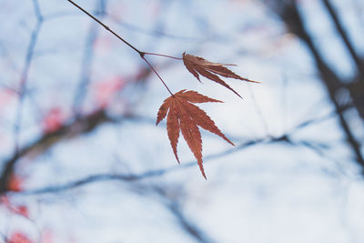 Close-up of autumnal leaves against blurred background