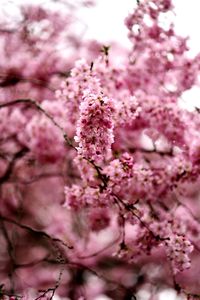 Close-up of pink cherry blossoms in spring