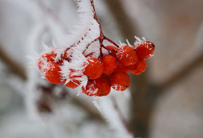 Close-up of frost on rowanberries