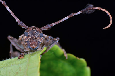 Close-up of insect on leaf