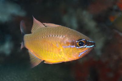 Close-up of fish underwater