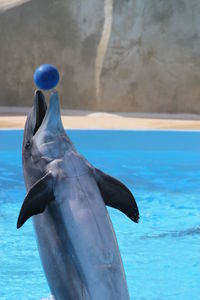 Close-up of bird swimming in pool