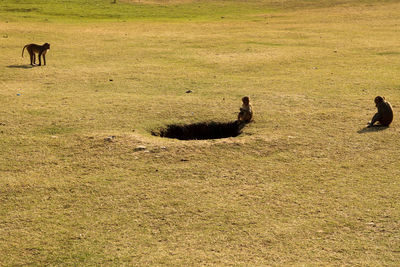 Monkey in a field