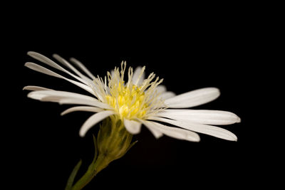 Close-up of yellow flower against black background