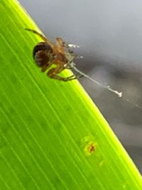 Close-up of spider on leaf