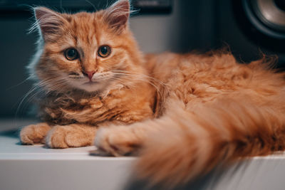 Siberian forest cat