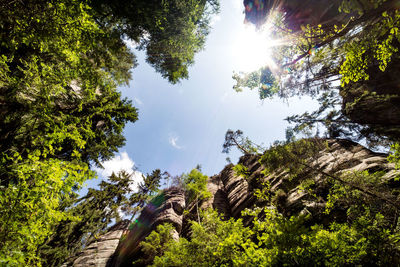 Low angle view of trees against sky