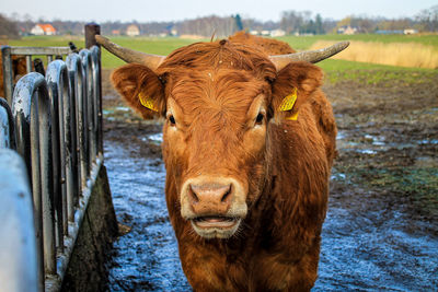 Cute brown cow standing in pasture