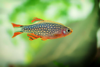 Close-up of fish swimming in aquarium