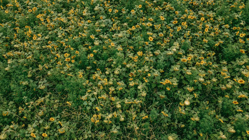 High angle view of flowering plants on field