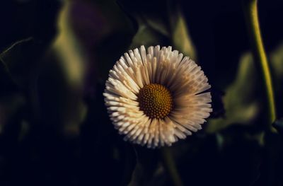 Close-up of white flowering plant