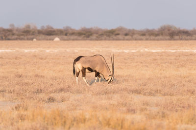 Horse in a field