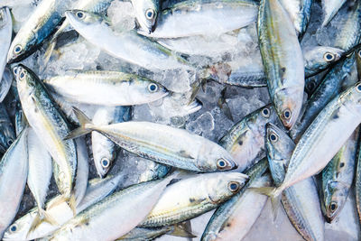 High angle view of fish for sale in market