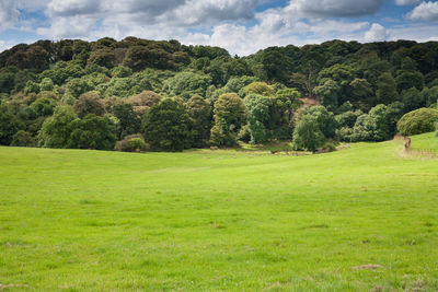 Trees on field against sky