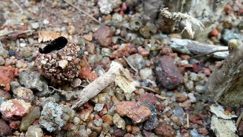 Close-up of rocks