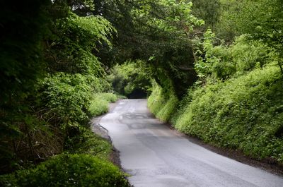 Curvy countryside rural road in england with green tunnel arch trees. nature green 