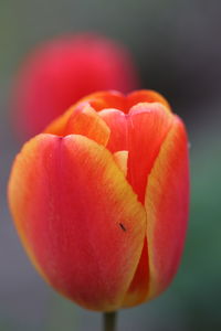 Close-up of red tulip