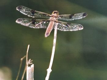 Close-up of insect on plant