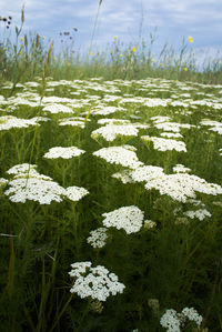 Close-up of plants growing on field against sky