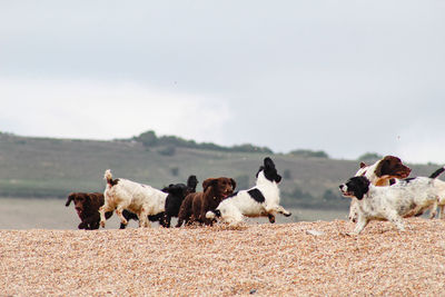 View of dogs on beach against sky