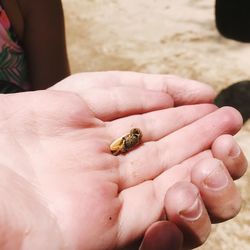 Close-up of hand holding small insect