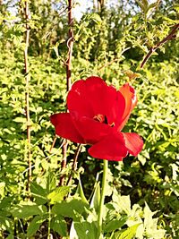 Close-up of red poppy blooming outdoors