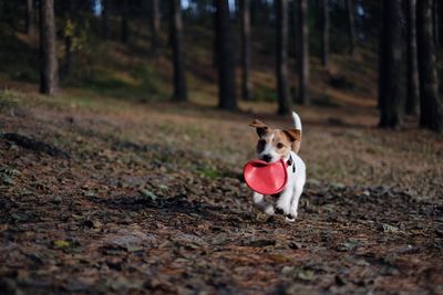 Dog playing with toy in forest