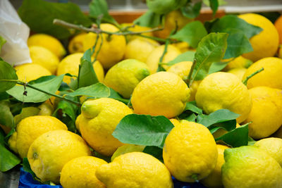 Close-up of fruits for sale in market