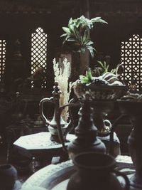 Close-up of potted plant on table