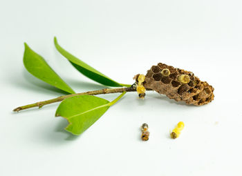 High angle view of insect on white background
