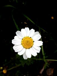 Close-up of white daisy flower