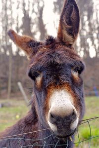 Close-up portrait of a horse on field