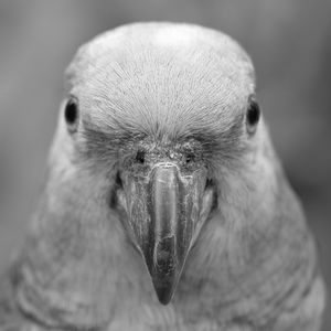 Close-up portrait of a bird