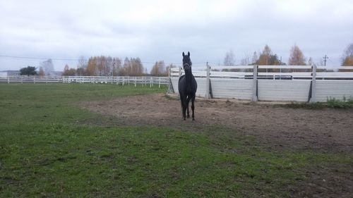 Full length of horse running on field against sky