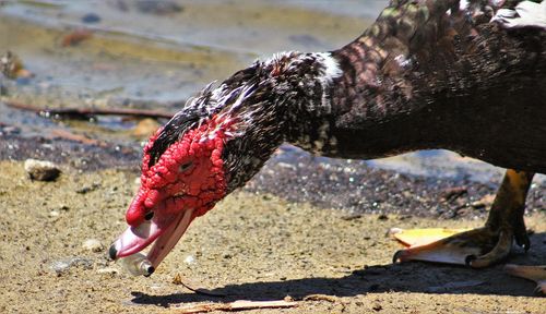 Close-up of muscovy duck on lakeshore