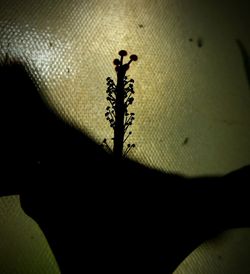 Close up of leaf