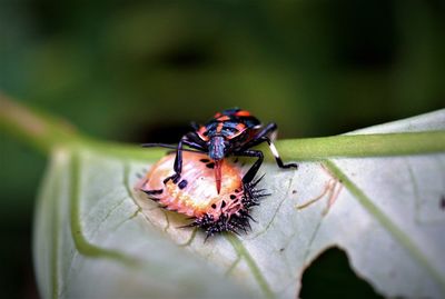 Close-up of a predatory bug on leaf