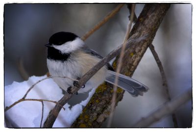 Close-up of bird perching on branch in winter