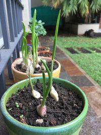 High angle view of potted plant in yard