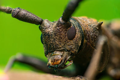 Close-up of insect