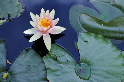 Close-up of lotus water lily in pond