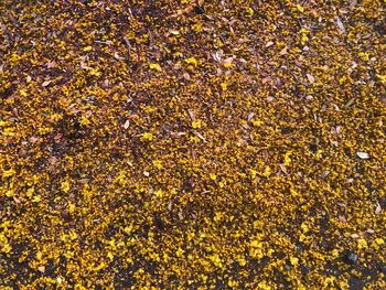 Full frame shot of yellow flowering plants during autumn