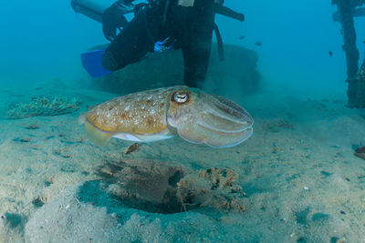 Fish swimming in sea