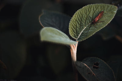 Close-up of leaves