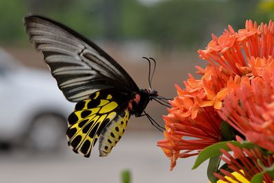 Close-up of butterfly pollinating on yellow flower