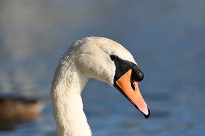 Close-up of a bird