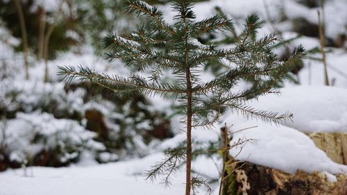 Close-up of frozen tree during winter